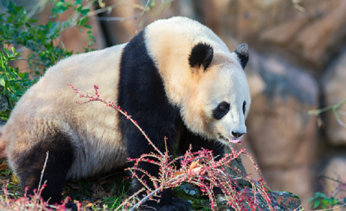 Discount Zoo Tickets