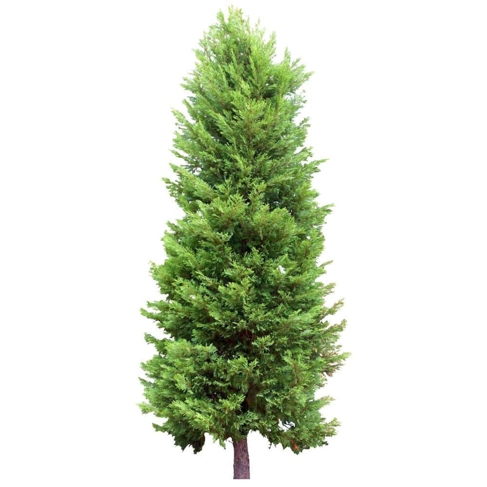 A Large Pine Tree