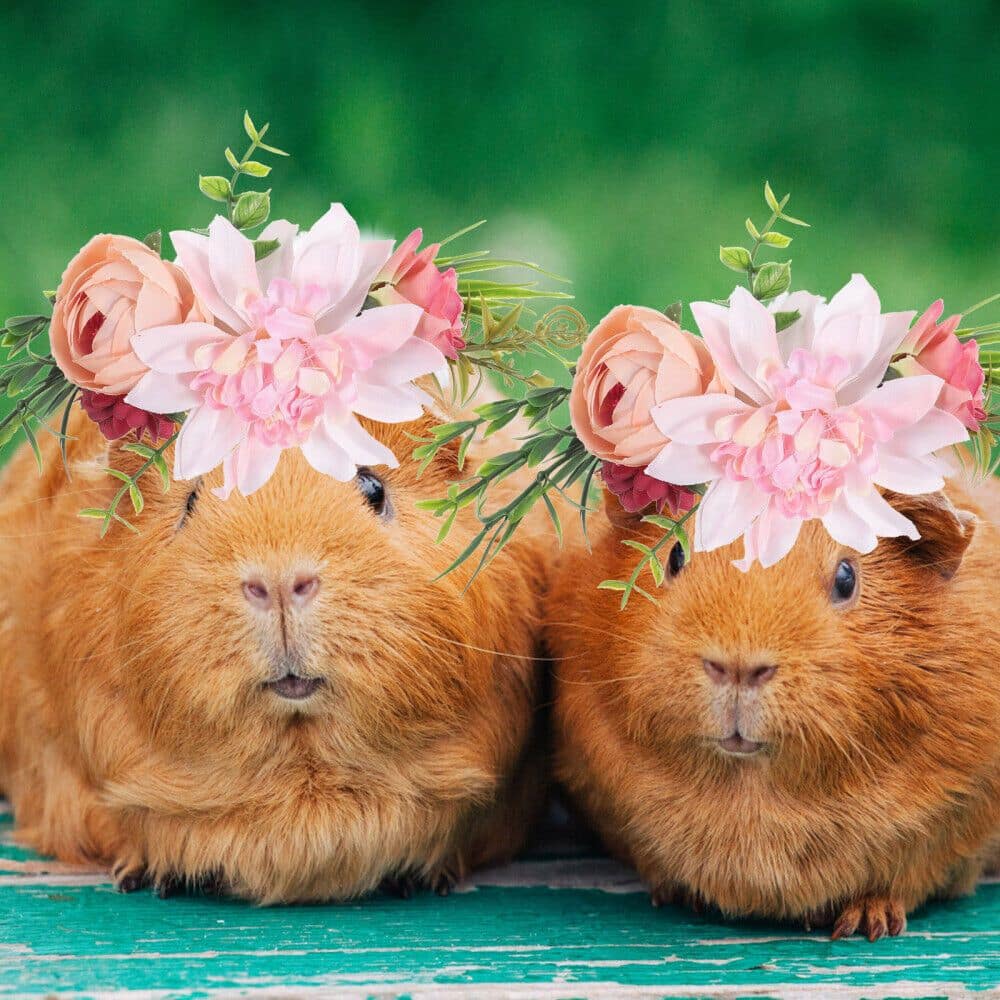 Guinea Pigs