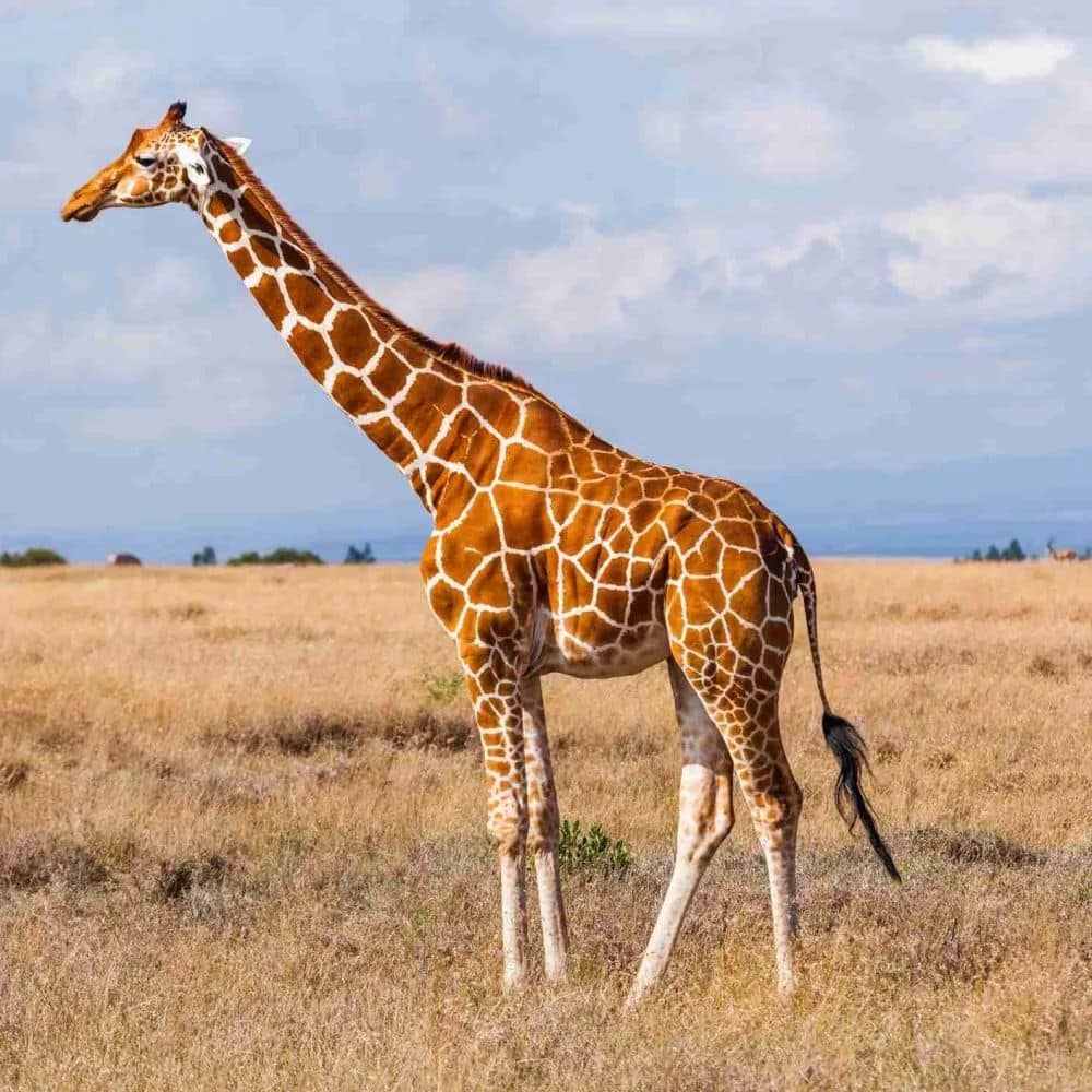 The Height of a Giraffe